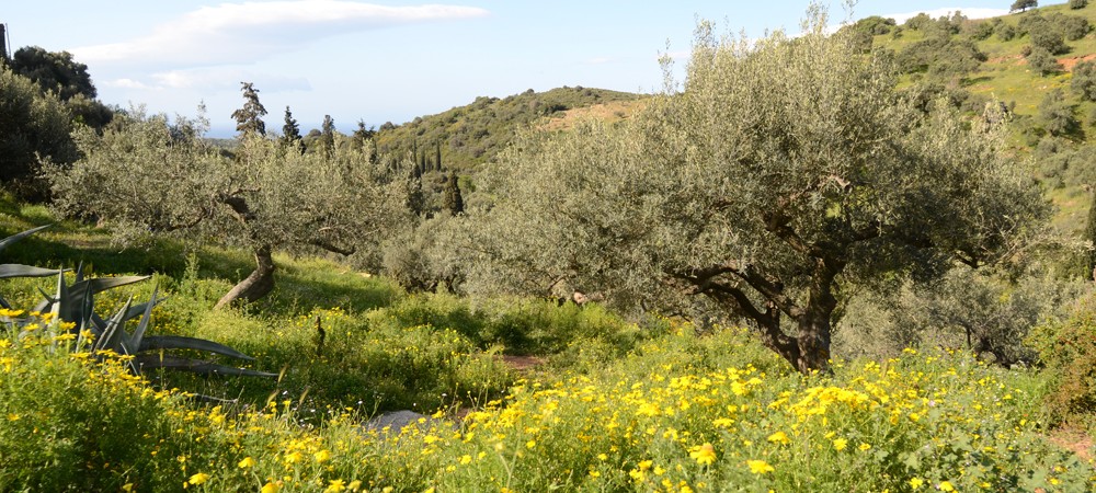 Olivenbäume in der Blüte