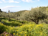 Olivenbäume in der Blüte