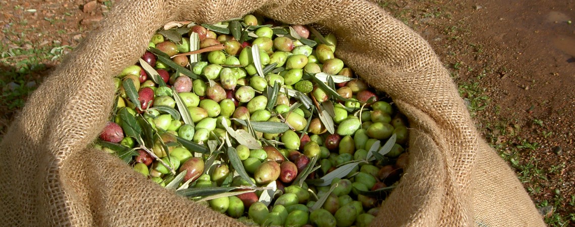 Oliven im Sack