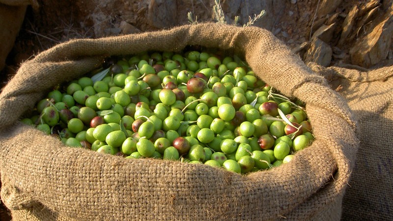 Frisch gerntete Olivenöl aus unseren Olivenhainen